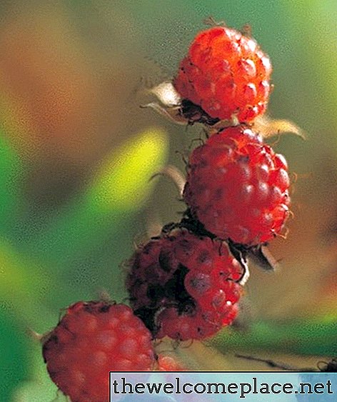 Wachsen Himbeeren an einer Rebe?