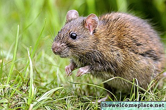 هل تحفر الفئران ثقوبًا في الأرض؟