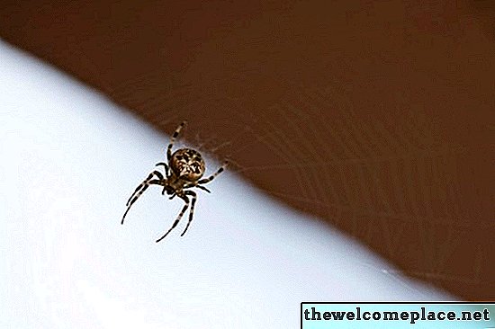 I ragni vanno sui letti?