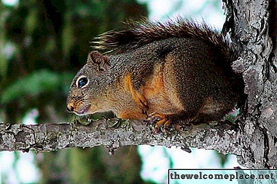 Suspendre un leurre de hibou effraie-t-il les écureuils?