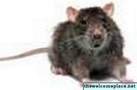 Wehrt Minze Ratten ab?