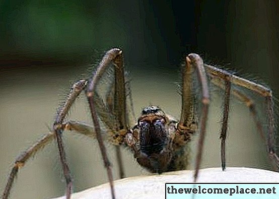 O vácuo mata insetos e aranhas?