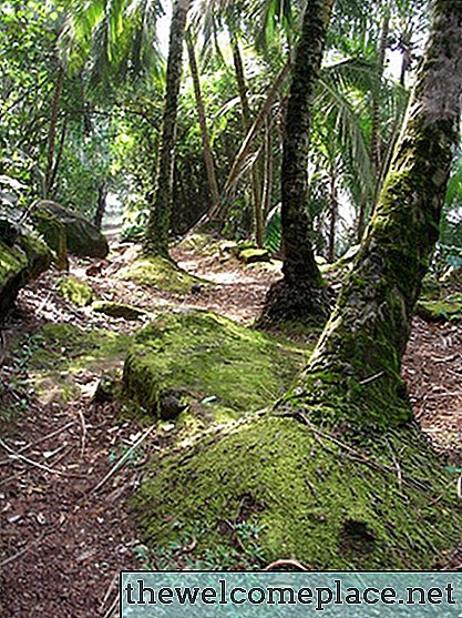Dominante planter i en tropisk regnskog
