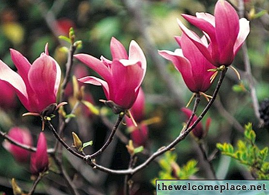 Variedades de magnolia enana