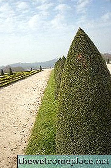 Dying Hedges