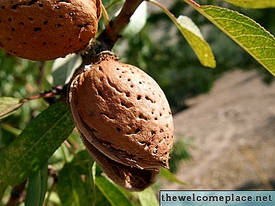 Makan Almonds Off the Tree