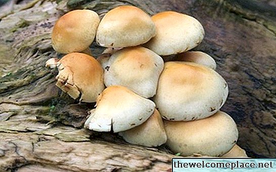 Cogumelos comestíveis que crescem em casca de árvore