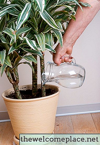 Os efeitos da água engarrafada ou da água da torneira no crescimento das plantas