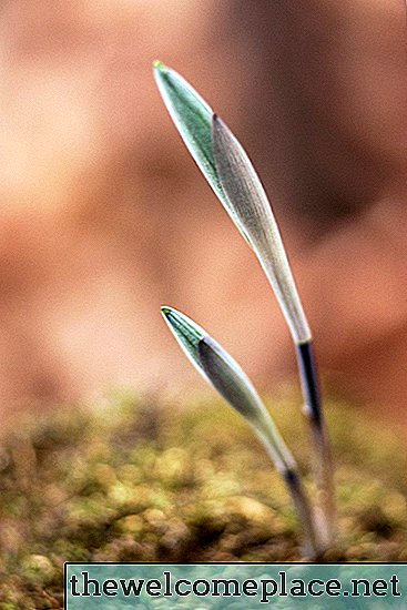 Os Efeitos da Água Purificada Destilada na Germinação de Sementes