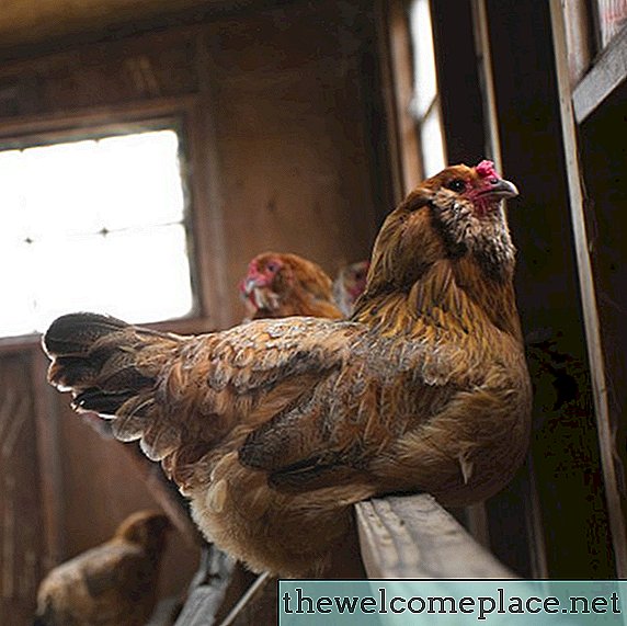 ヒマワリの種が産卵鶏に及ぼす影響
