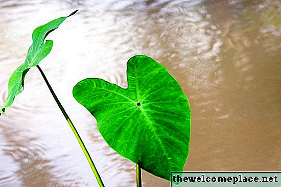 Temps de floraison des plantes d'oreille d'éléphant