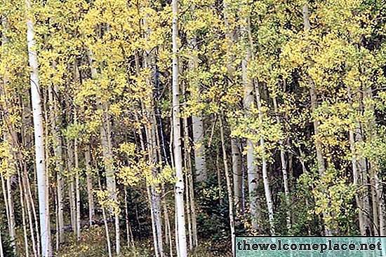 Problemas ambientales en bosques templados de hoja caduca