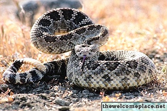 De essensielle oljene som avviser slanger