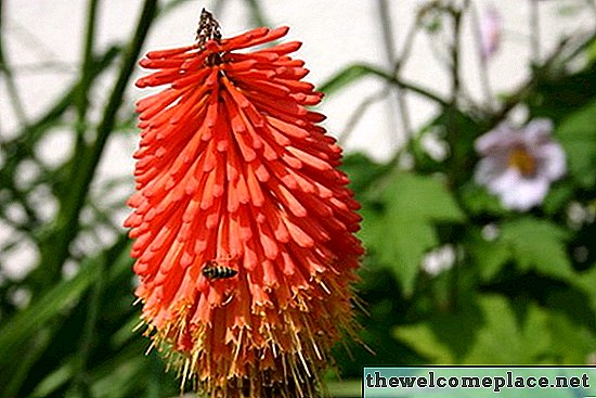 Fleurs les plus communes d'Ethiopie