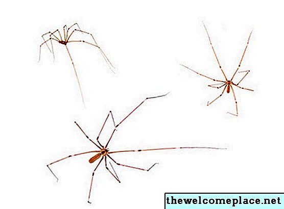 Repelente de arañas de eucalipto