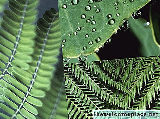 أمثلة من النباتات غير البذور
