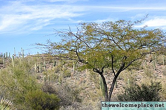 Tietoja Chilen mesquite-puusta