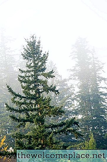 Dejstva o zimzelenih drevesih