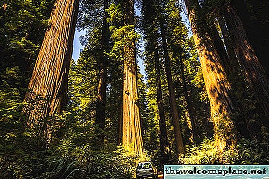 Fatos sobre a árvore Redwood