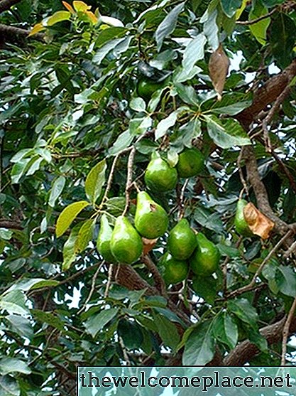 Факти про коріння дерева авокадо