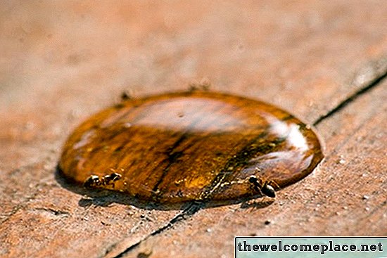 Чињенице о мравама са медом