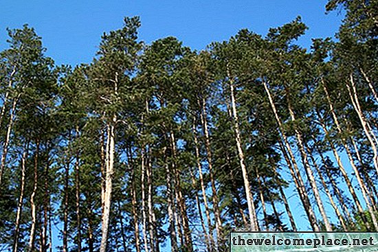 A inflamabilidade dos pinheiros