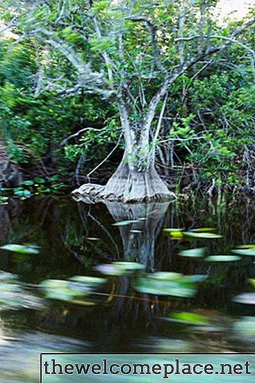 Karakteristik Pohon Cypress Florida