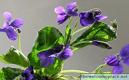 Hoa cho Terrariums kín