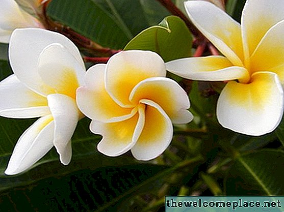 الزهور الأصلية إلى تايلاند