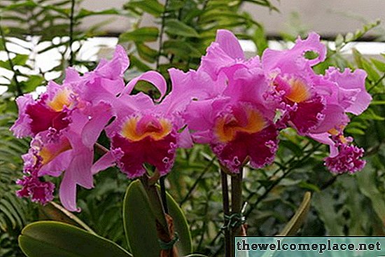 Flores nativas de Vietnam