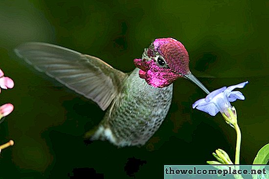 Flores que atraen a los colibríes