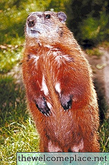 Flores que marmotas e veados não comem