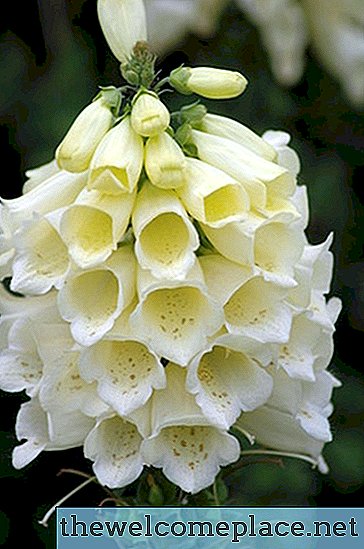 Fleurs qui ressemblent à des cloches