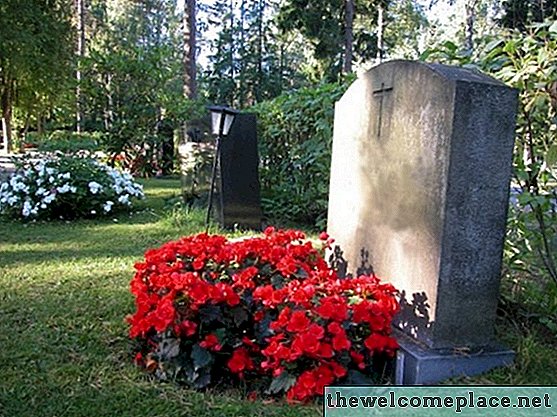 زهور للنبات على مقبرة