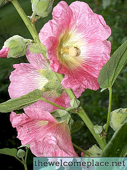 Blommor som används för färg