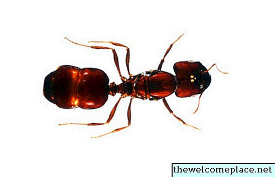 Mad, der myrer ikke vil spise