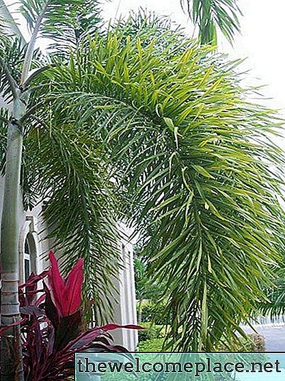 Doenças da palmeira Foxtail