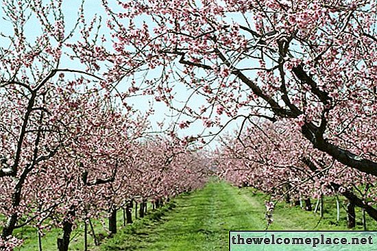 Árboles frutales que crecerán en Wisconsin