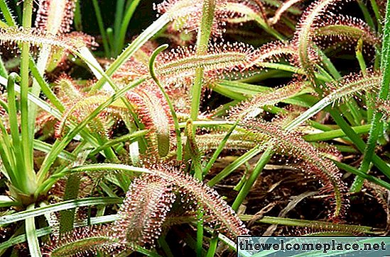 Zábavné a zaujímavé fakty o rastline Sundew