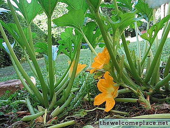 Plagas de jardín: pequeños gusanos transparentes