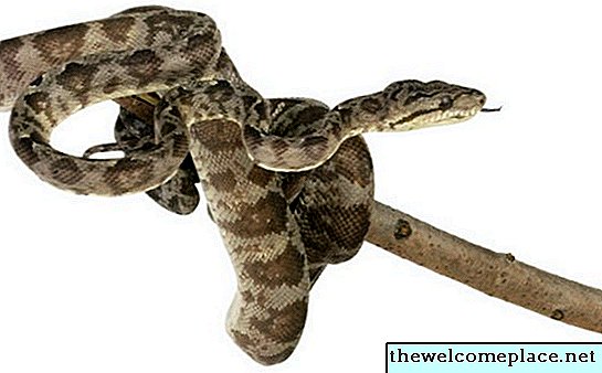 Serpientes de roble de Georgia