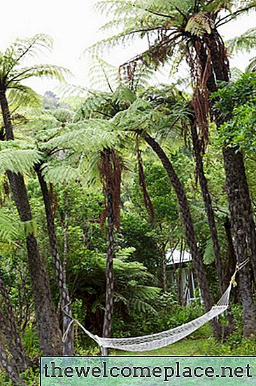 ג'וקים ענקיים שחיים בעצי דקלים
