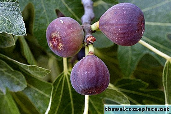 Tumbuh Pokok Fig Dari Benih