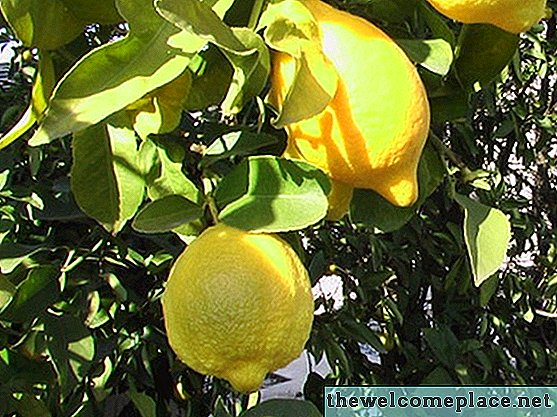 Wachstumsstadien eines Zitronenbaums
