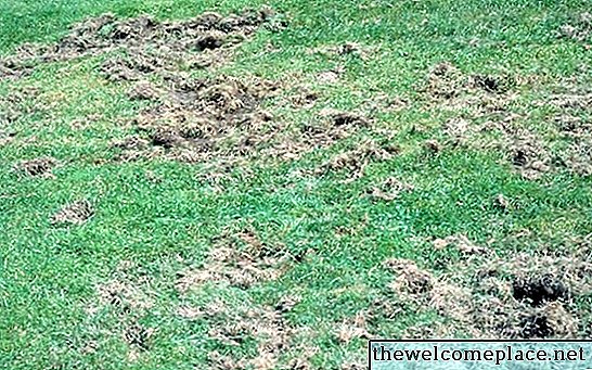 בקרת גריס: כיצד להיפטר מאכברי הדשא
