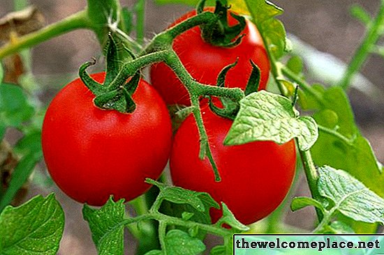 Guide pour la taille des plants de tomates cerises