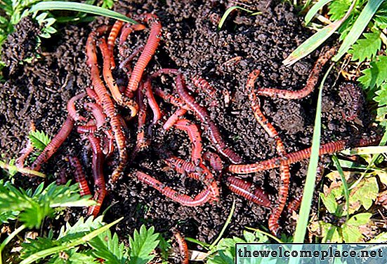 El hábitat de los gusanos rojos