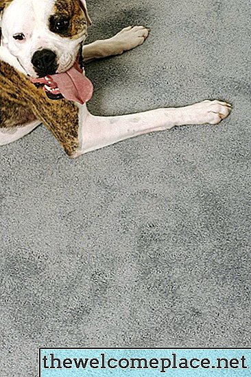 Problemas de salud para los humanos por respirar orina animal en alfombras