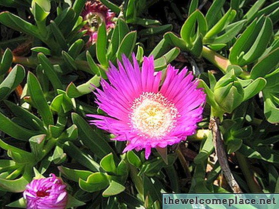 Hearts and Flowers Ice Plant Care