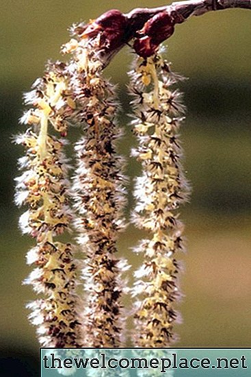 L'altezza di un salice piangente nano